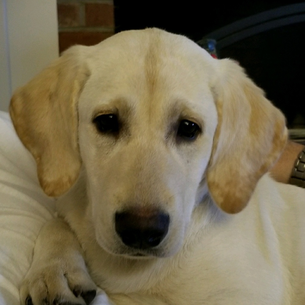 Meet your Posher, Anna